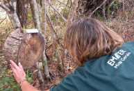 Emater-MG protege abelhas solitárias e ajuda a preservar a biodiversidade em BH