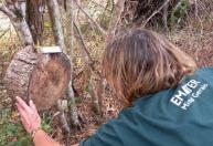 Emater-MG protege abelhas solitárias e ajuda a preservar a biodiversidade em BH
