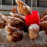 Brasil tem quatro focos de gripe aviária em aves silvestres e de subsistência