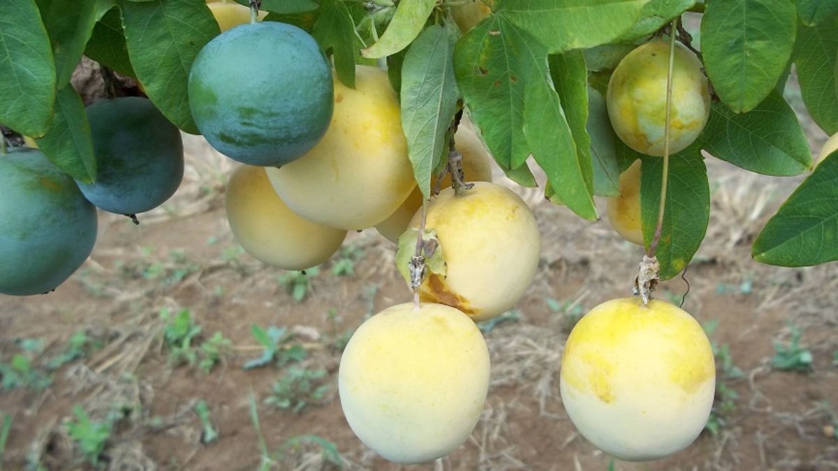Embrapa discute maracujá medicinal BRS Vita Fruit em Dia de Campo
