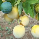 Embrapa discute maracujá medicinal BRS Vita Fruit em Dia de Campo