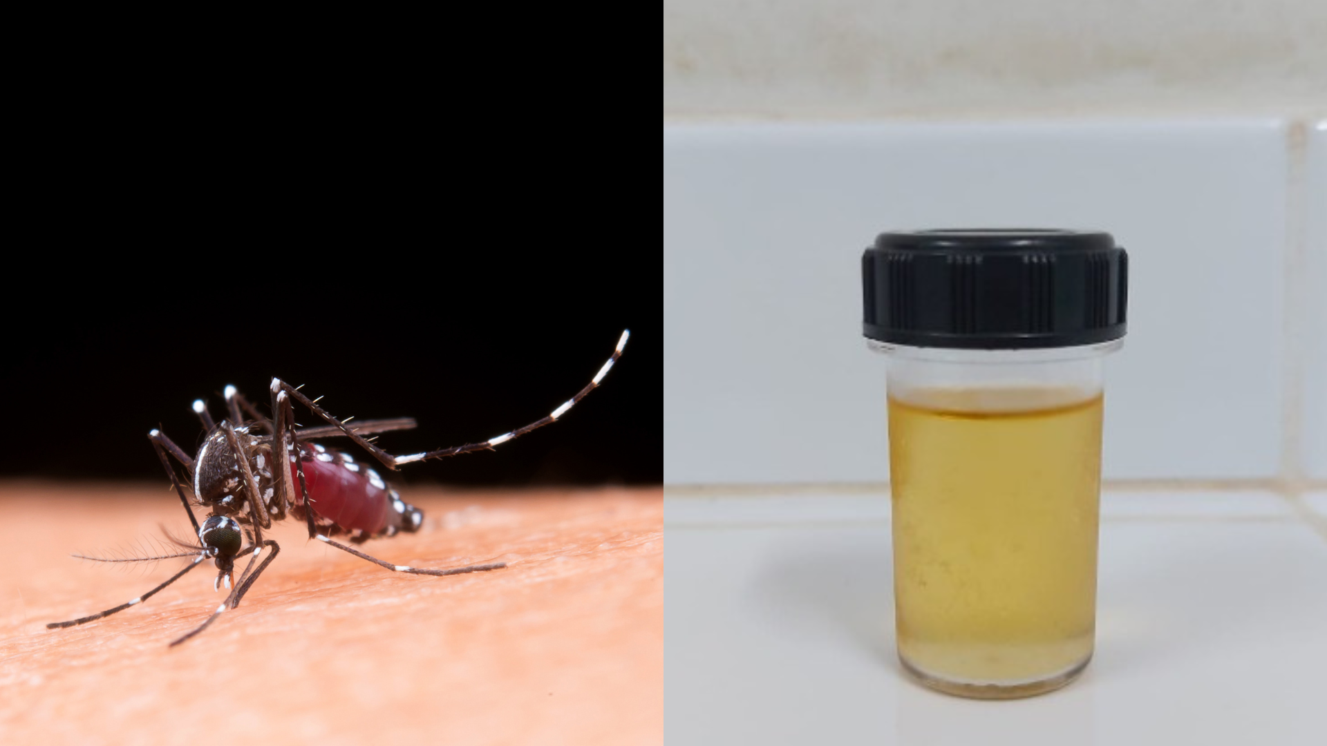 Pesquisadores desenvolvem inseticida e repelente contra a dengue a partir de planta do cerrado
