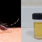Pesquisadores desenvolvem inseticida e repelente contra a dengue a partir de planta do cerrado