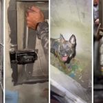 Cão da PM encontra cofre com drogas em passagem secreta em SP