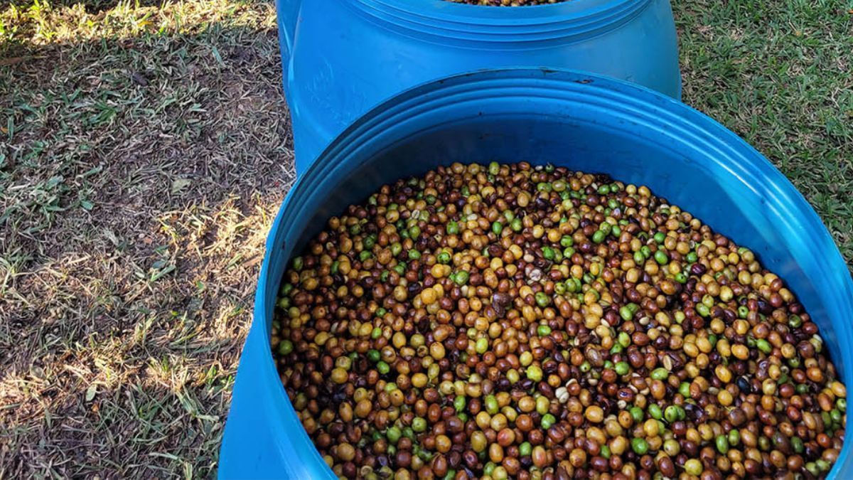 Pesquisas com IA melhoram produtividade e sabor do café mineiro