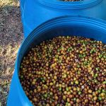 Pesquisas com IA melhoram produtividade e sabor do café mineiro