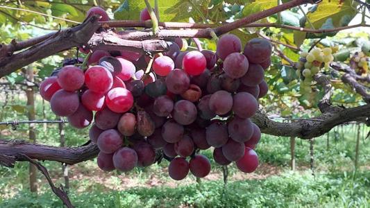 Cacho de videira de Niágara rosada com unidades apodrecidas