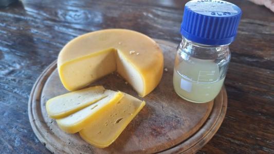 Queijo e pingo