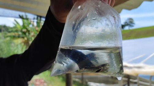 Peixe ornamental em saco transparente com água