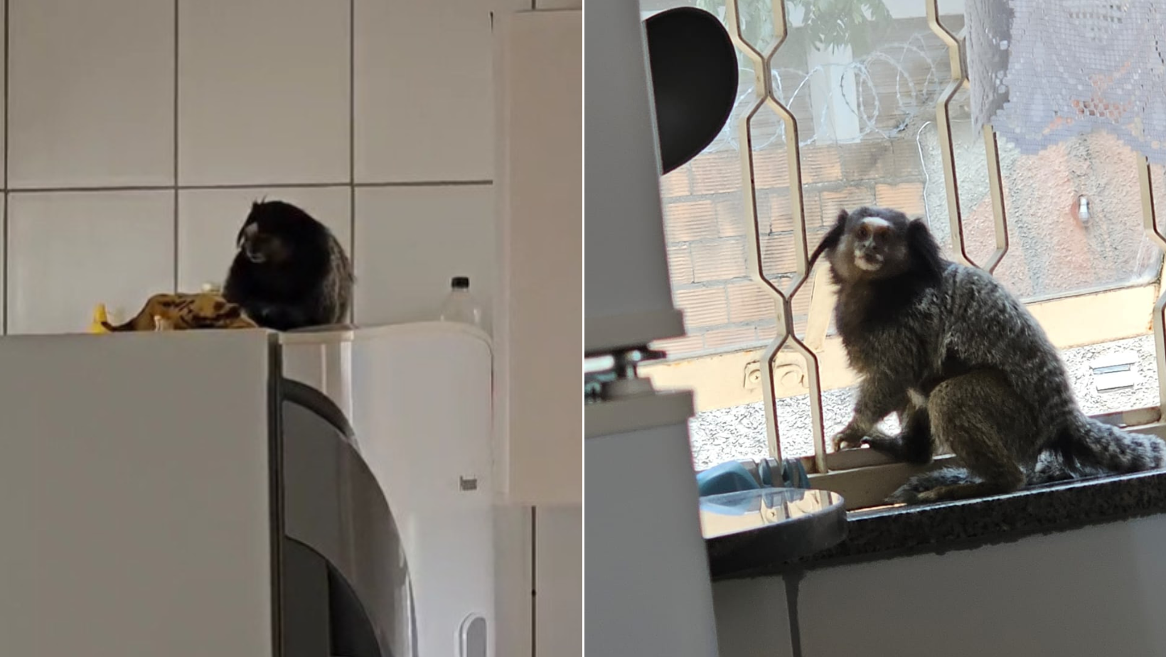 Vídeo: 'macaco ladrão' invade casa e é flagrado por moradores roubando fruta dentro na cozinha