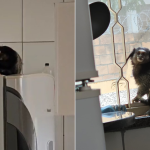 Vídeo: 'macaco ladrão' invade casa e é flagrado por moradores roubando fruta dentro na cozinha