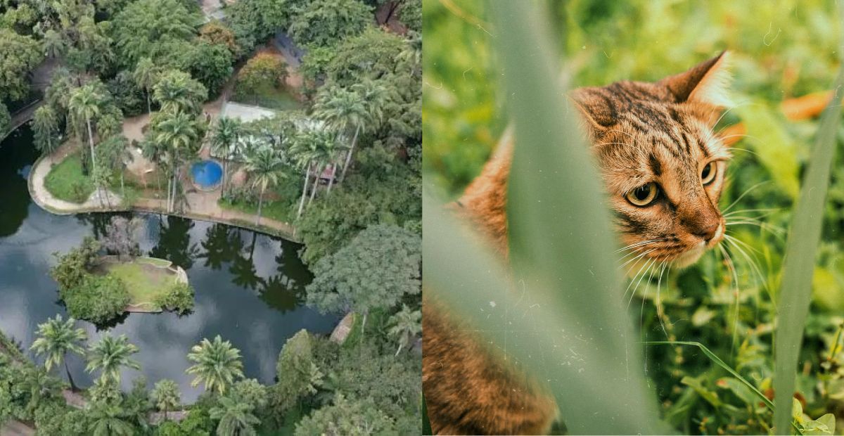 Parque Municipal em BH terá horário especial para vacinar gatos contra raiva