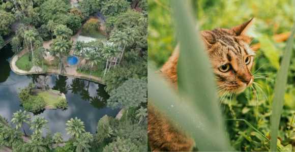 Parque Municipal em BH / gato em vegetação