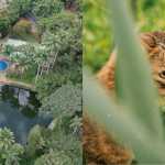Parque Municipal em BH terá horário especial para vacinar gatos contra raiva