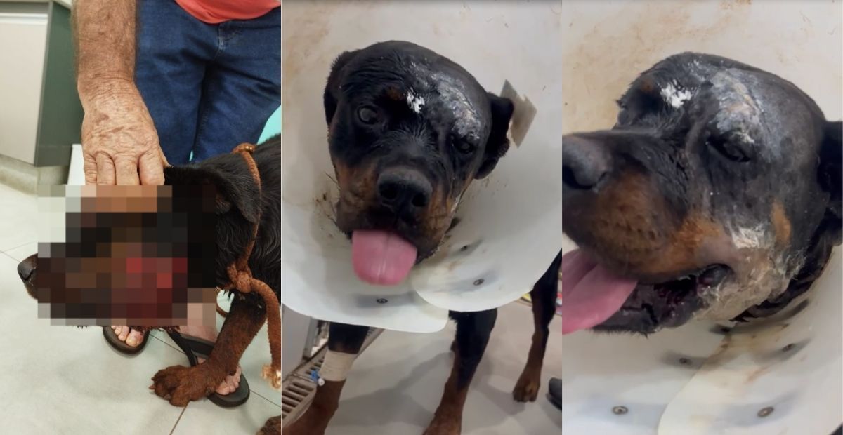 Vídeo: cadela Rottweiler que pode ter sido atacada por onça passa por cirurgia de reconstrução facial