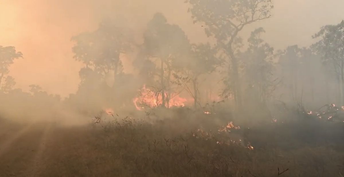 Bioma mais afetado por queimadas, Pantanal ultrapassa 11 mil focos de incêndio em 2024