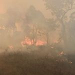 Assim caminha a humanidade