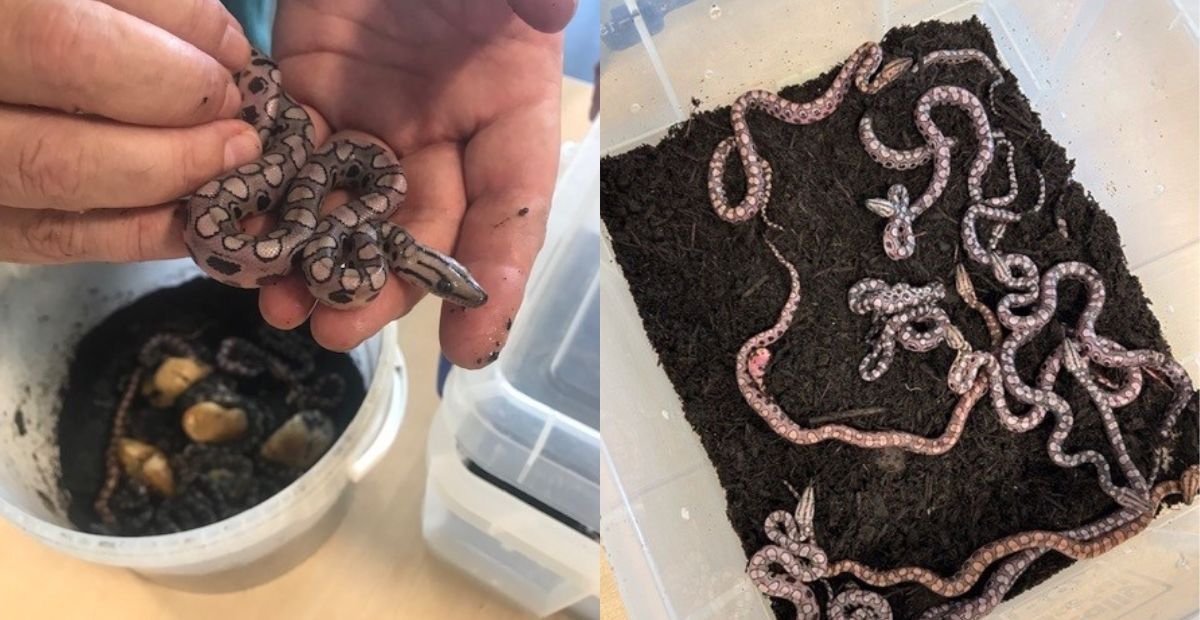 Cobra 'Ronaldo', que vivia sozinha, dá à luz 14 filhotes; entenda 'nascimento milagroso'