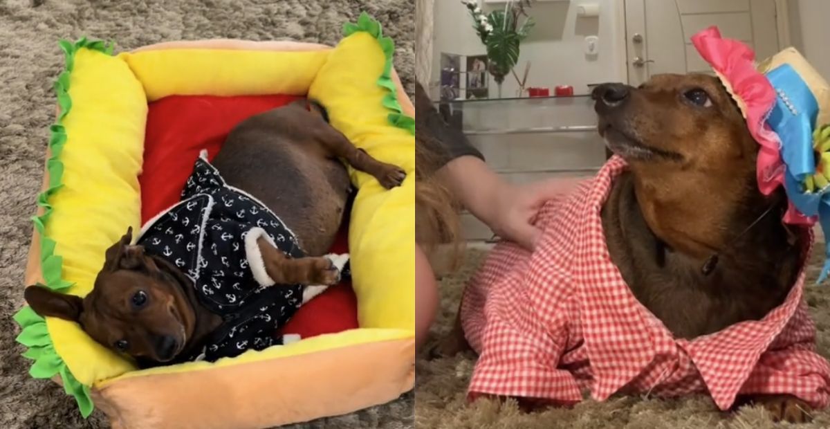 Morre 'Didi Cupuaçu', cachorrinha que fez sucesso nas redes sociais ao recusar ração light