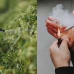 Aumento do risco de câncer: estudo compara uso de pesticidas agrícolas ao tabagismo