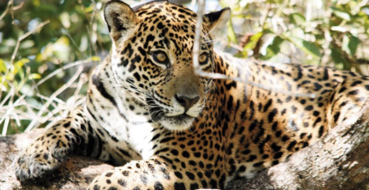 Símbolo do Pantanal, onça-pintada 'Gaia' morre em incêndio