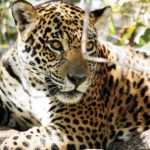 Símbolo do Pantanal, onça-pintada 'Gaia' morre em incêndio