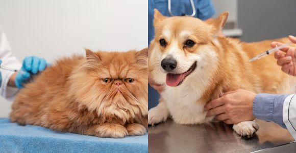 Gato e cachorro recebendo vacina