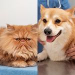 Raiva: vacinação é a prevenção contra doença letal para humanos e animais