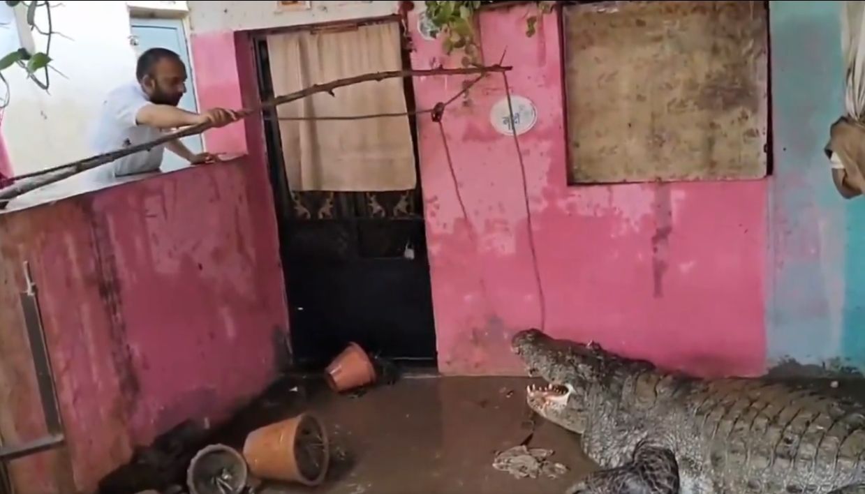 Crocodilos invadem ruas de cidade na Índia após enchente, matam homem e aterrorizam moradores