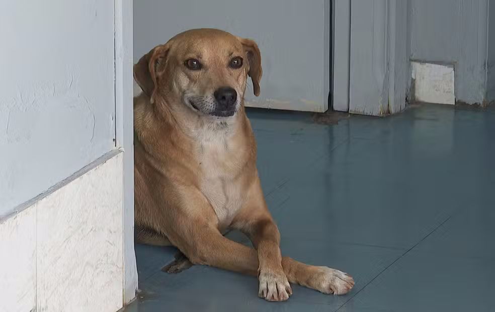 Cachorro espera há oito anos por tutora que morreu em hospital em SP