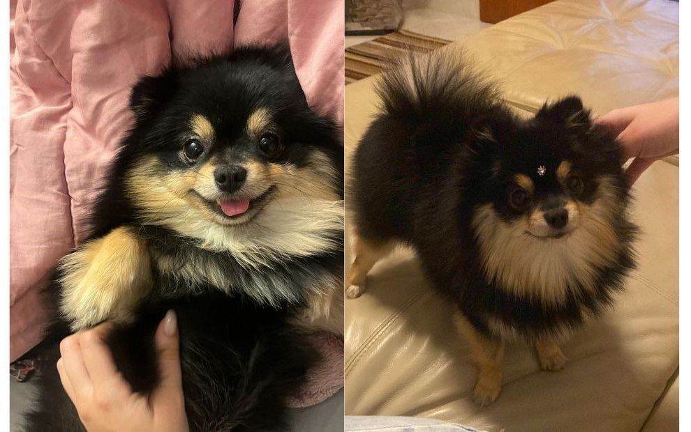 Empresária tem cão Lulu da Pomerânia levado em assalto em Uberaba (MG)