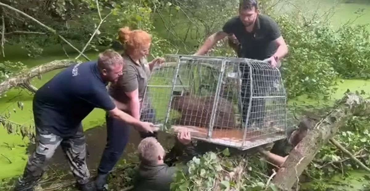Capivara brasileira que fugiu de zoológico na Inglaterra é recapturada após sete dias de buscas intensas