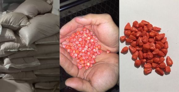 Sementes pintadas falsificadas