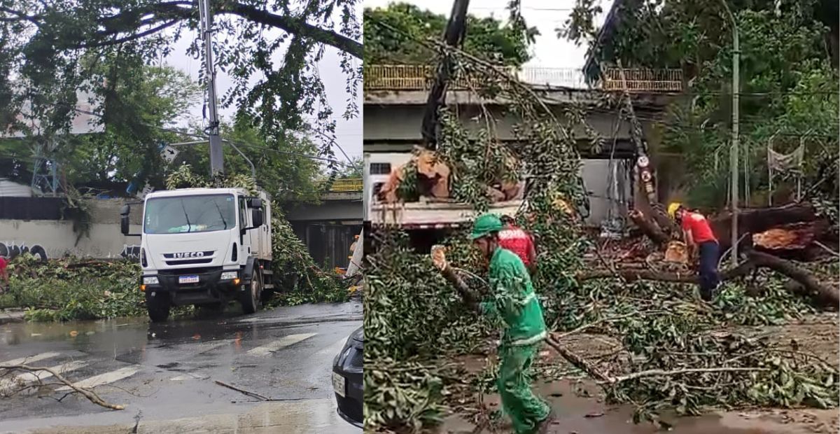 Árvore cai, derruba poste e interdita importante via na região Oeste de Belo Horizonte