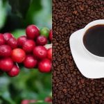 Café vai ficar mais caro ou barato em 2025? Entenda expectativa dos produtores