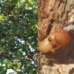 Proteção do pequi: Epamig conduz estudo pioneiro sobre praga que ataca pequizeiros