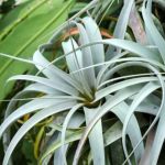 Colômbia abre mercado para compra de planta ornamental do Brasil; saiba qual é