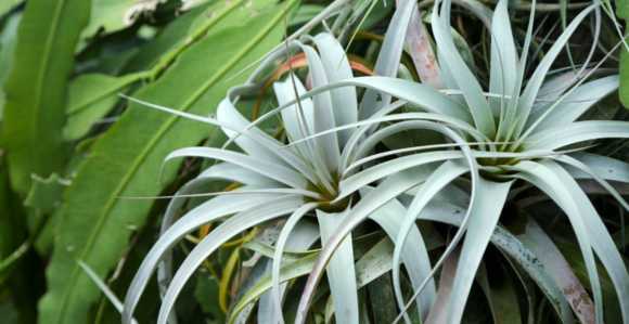 Bromélia, planta ornamental do Brasil da espécie "Tillandsia"