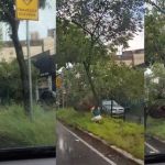 Árvore cai e atinge carros na região Leste durante chuva em BH