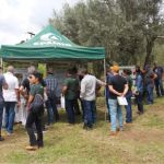 Azeitech 2025 reúne produtores de azeite em Minas, no auge da colheita de azeitonas