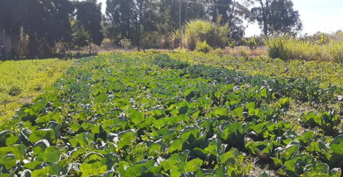 Trilha da Agroecologia abre 80 vagas para formação em BH; saiba mais