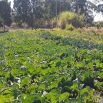 Agroecologia beneficia produtores do Norte de Minas; entenda modelo de produção