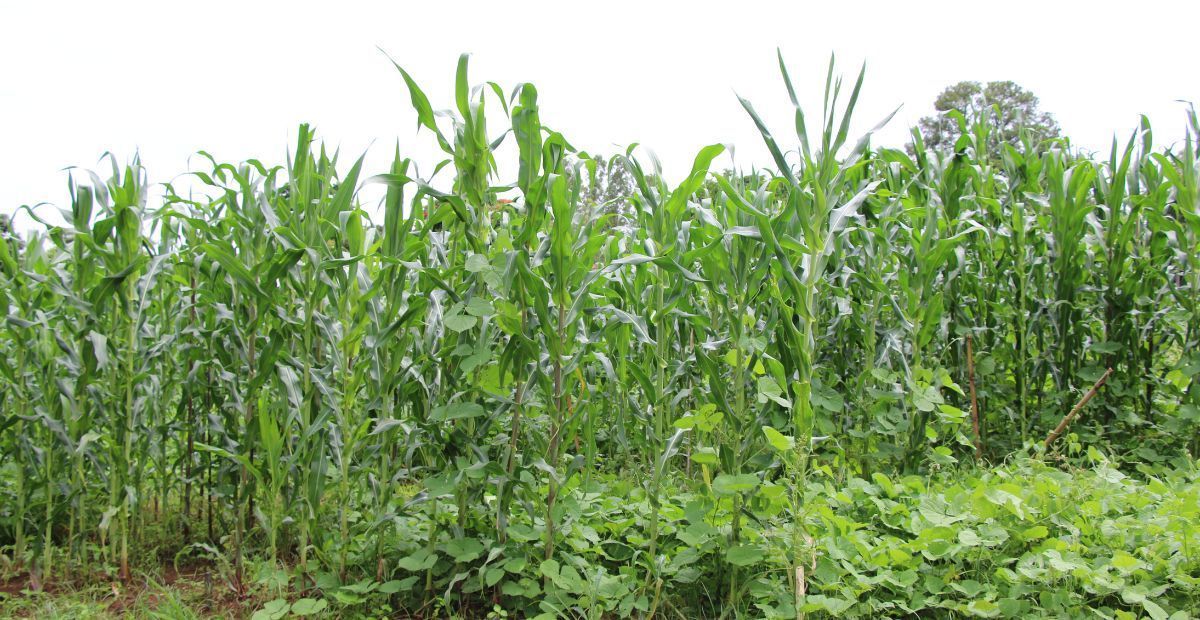 8º HortPANC acontece na próxima semana em Minas Gerais 