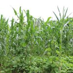 Mais Panc? Pesquisa impulsiona cultivo de plantas alimentícias não convencionais em MG