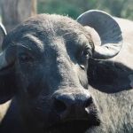 Fazendeiro é condenado à prisão por abandono de búfalas em Brotas, no interior paulista