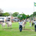 ExpoZebu: inscrições da raça Nelore Pelagens encerram no segundo dia na ABCZ; saiba mais