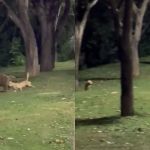 Vídeo: Capivara brinca com cachorro caramelo e viraliza na internet