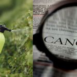 Câncer de pele, mama e linfomas: agricultores podem desenvolver tumores com exposição a agrotóxicos