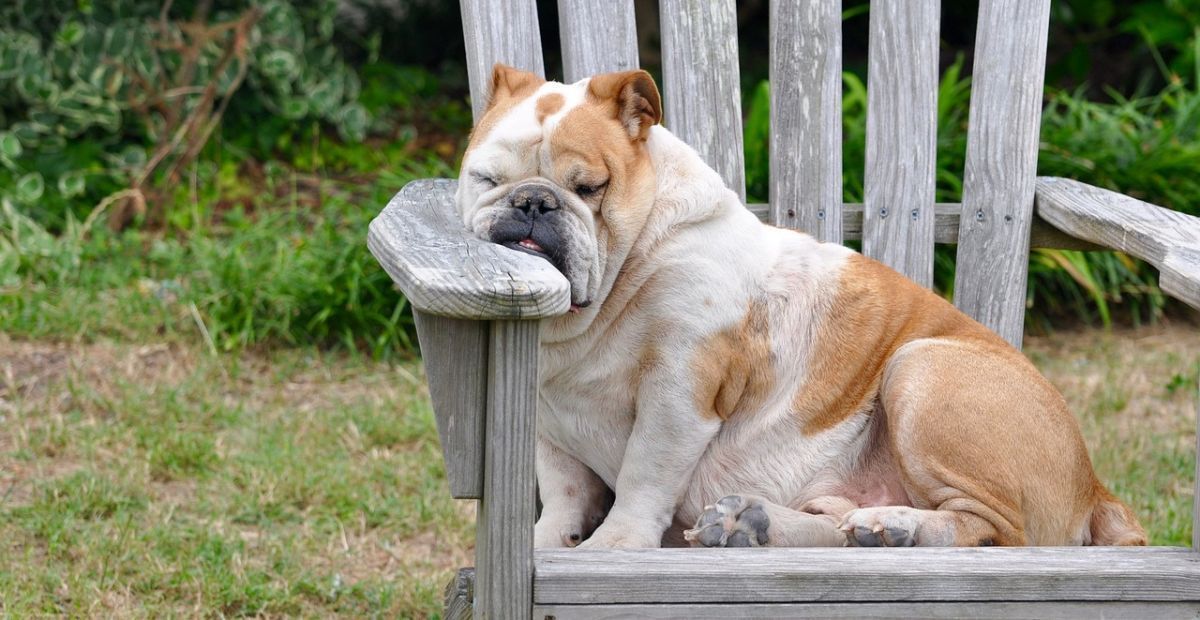 Como evitar que seu pet sofra de obesidade? Dicas apoiadas por especialistas