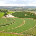 Dia de Campo 2025: Satis reúne produtores para experimentos na cultura de soja